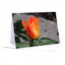 Rose  Foto-Faltkarte A5
