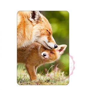 Fuchs mit Jungem