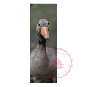 Foto Postkarte